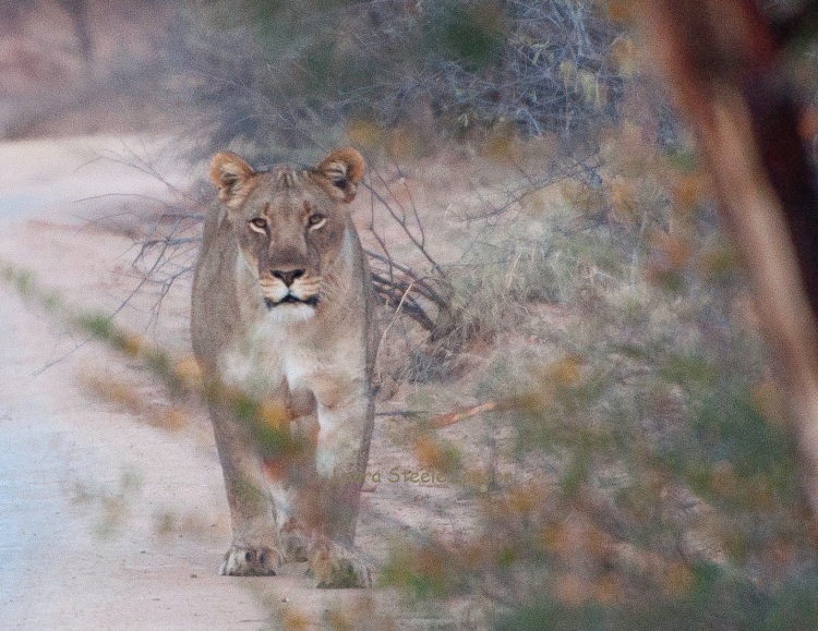 Lioness near camp.jpg