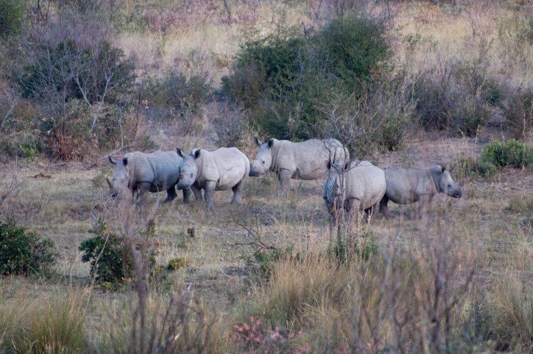 rhino herd.jpg