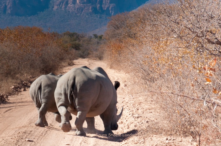 rhino rear view.jpg